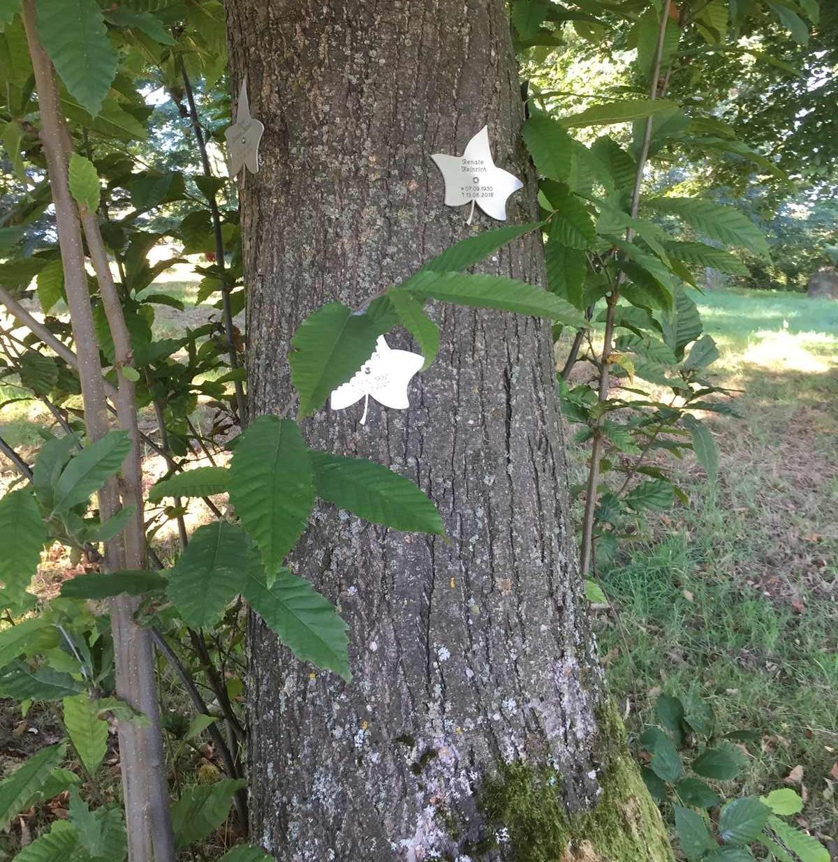 Les forêts sanctuaires essaiment dans l’est de la France