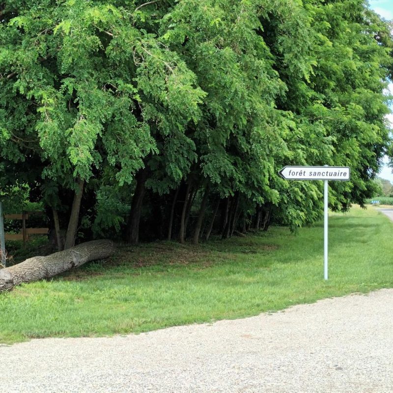 La Forêt Sanctuaire est à présent visible à Muttersholtz