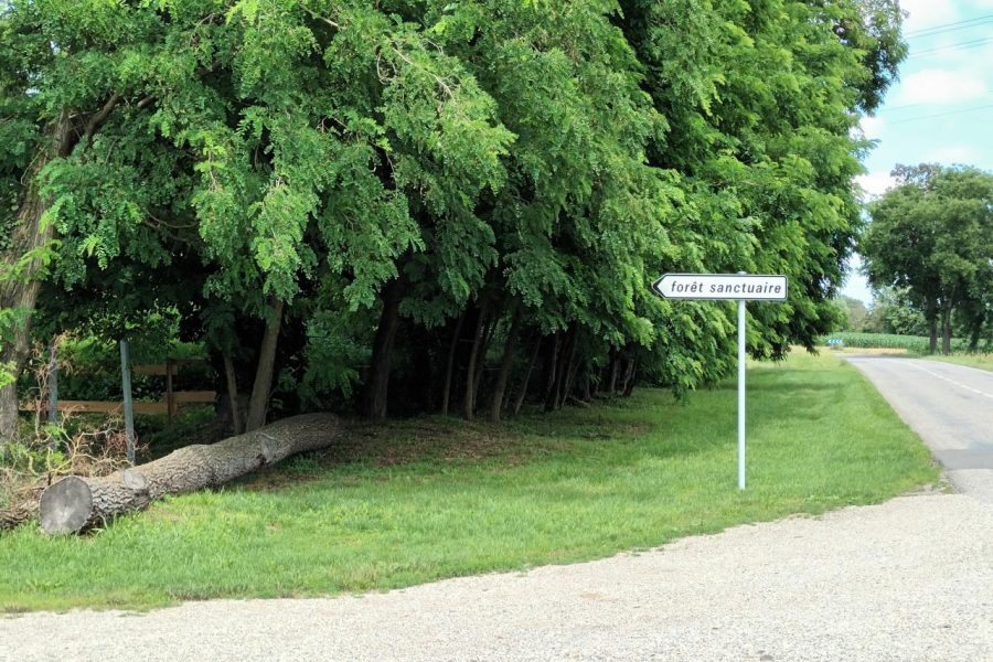 La Forêt Sanctuaire est à présent visible à Muttersholtz