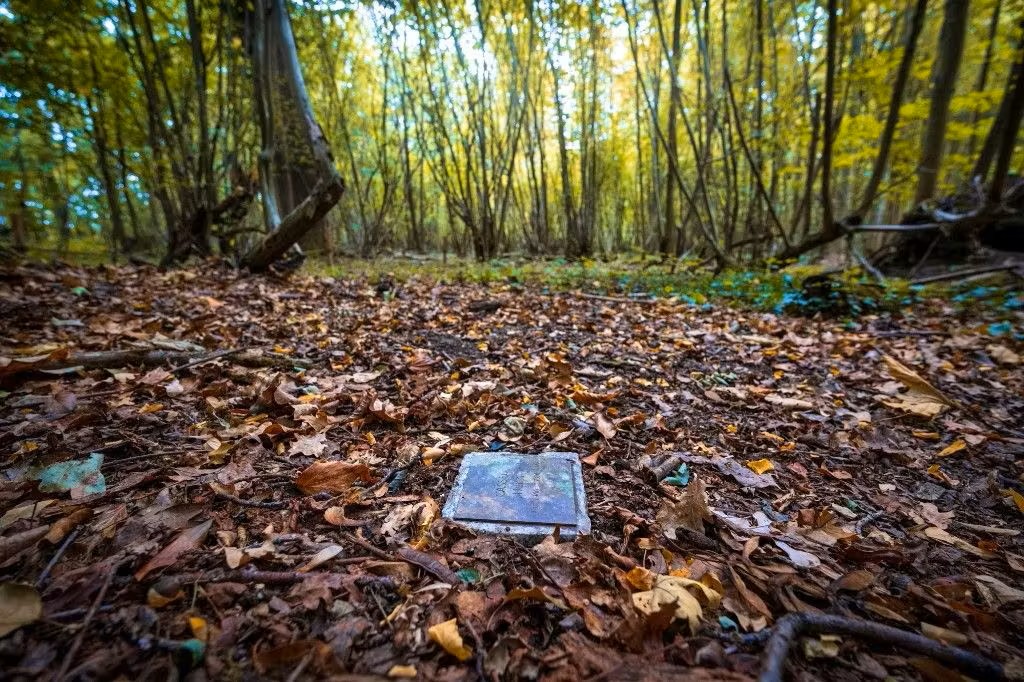 Les forêts sanctuaires essaiment dans l’est de la France