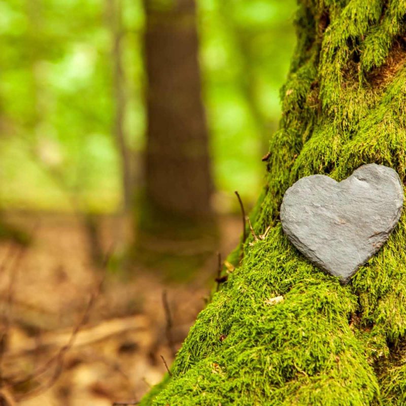 Forêt Sanctuaire : un historique d'actualité