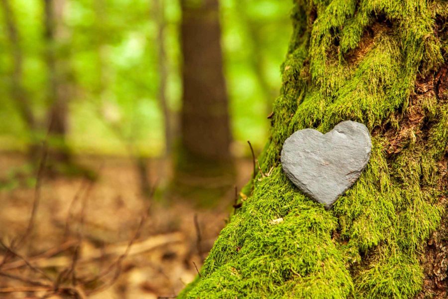 Forêt Sanctuaire : un historique d'actualité