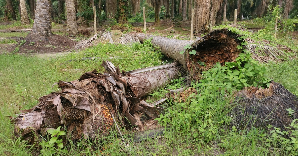 Les animaux de la forêt : interactions et écosystèmes