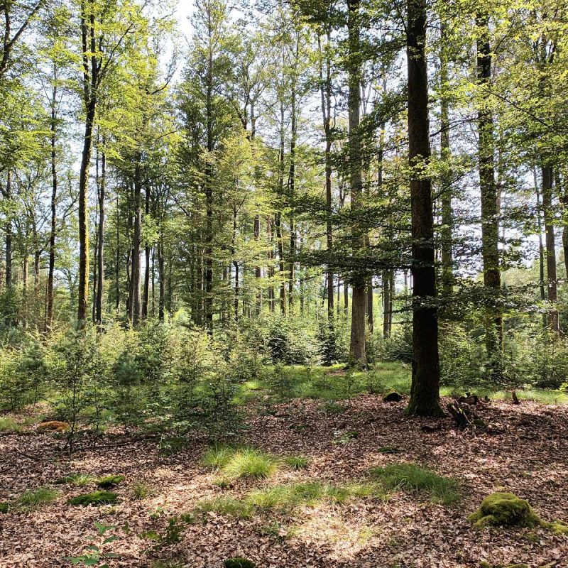 Prochaine Forêt Sanctuaire de Bitche12