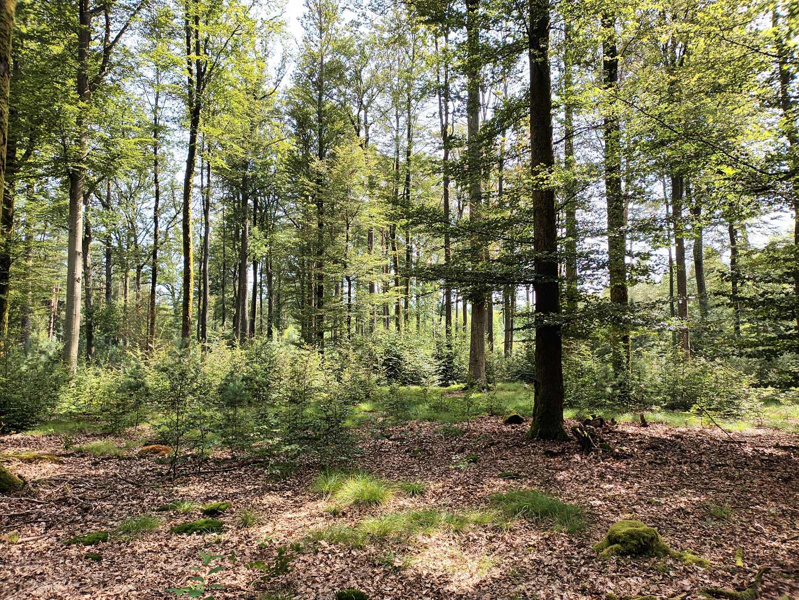 La Forêt Sanctuaire expliquée