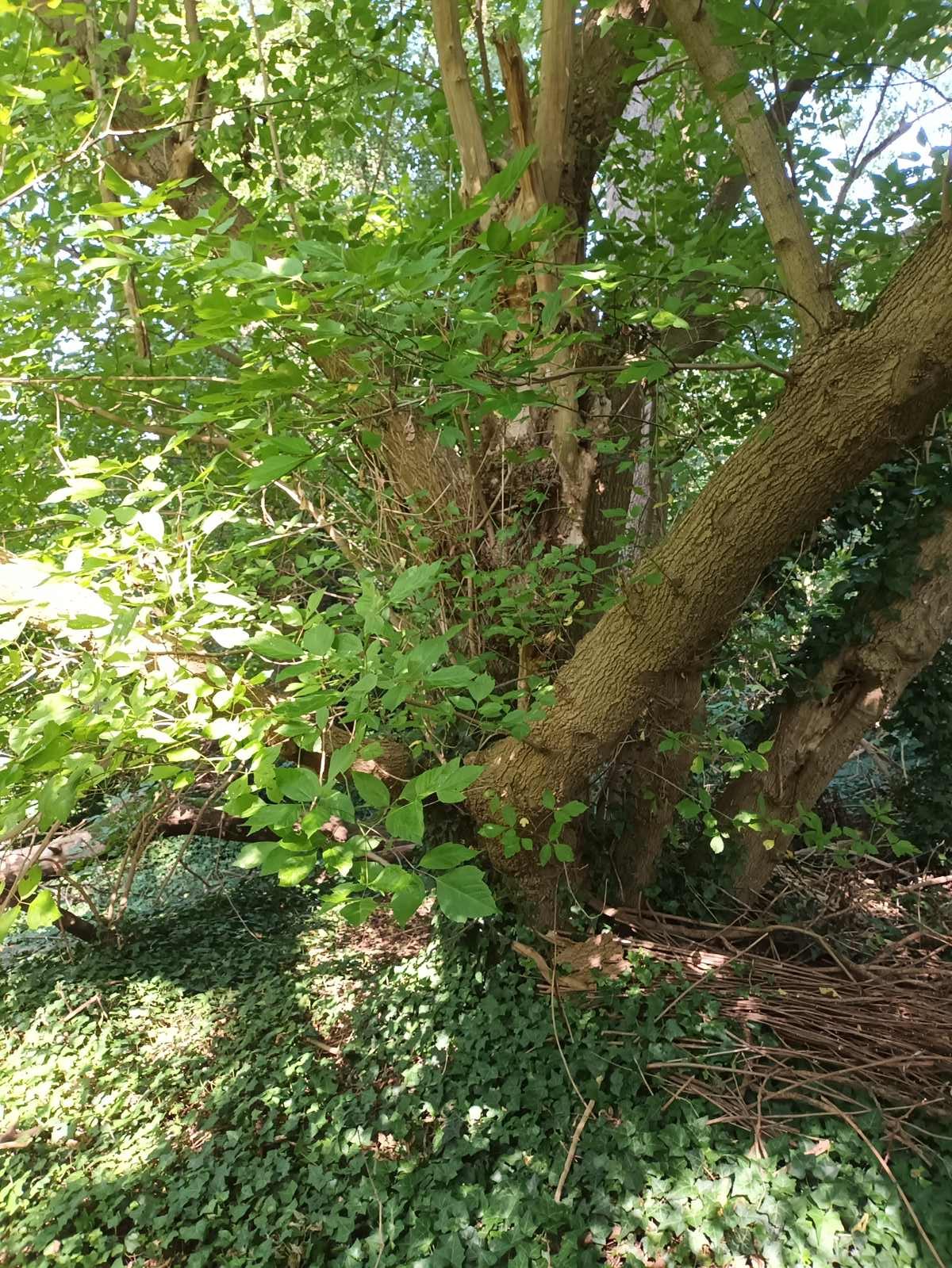 Vol de bois en forêt : des dizaines de chênes abattus dans la Meuse, « en une nuit tout est parti »