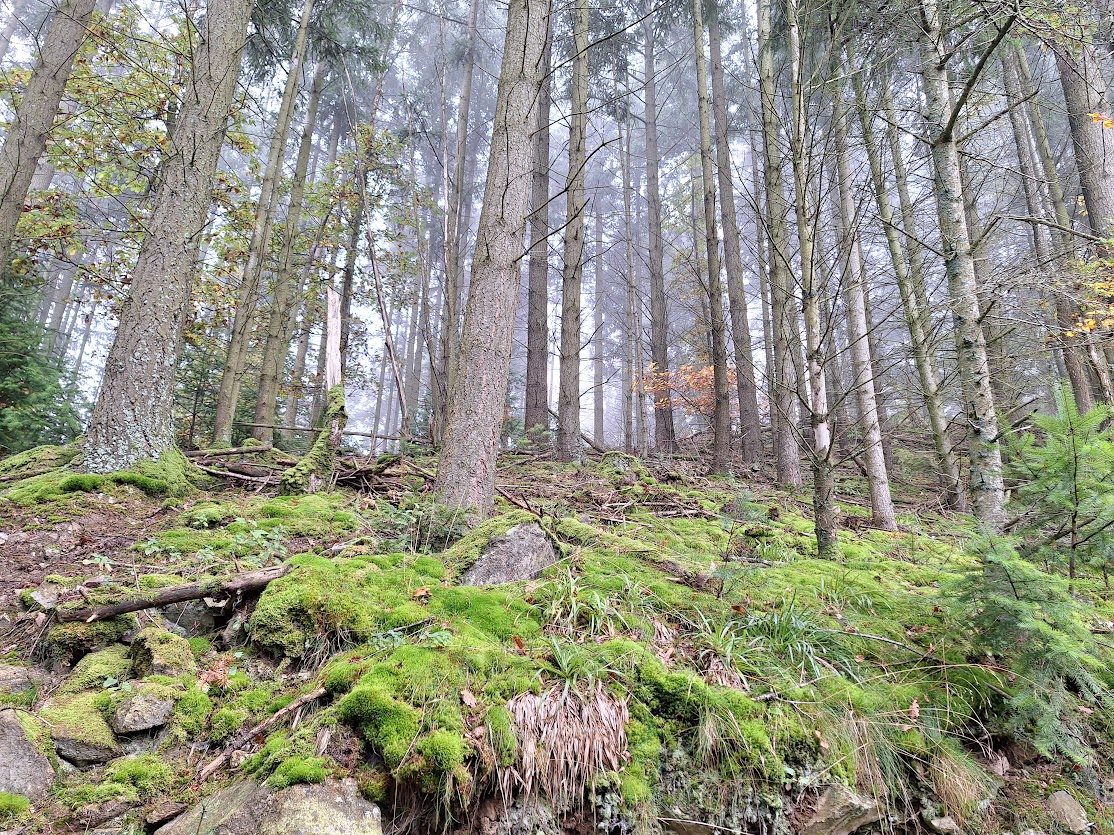 Une forêt accueillera un site cinéraire à Bitche