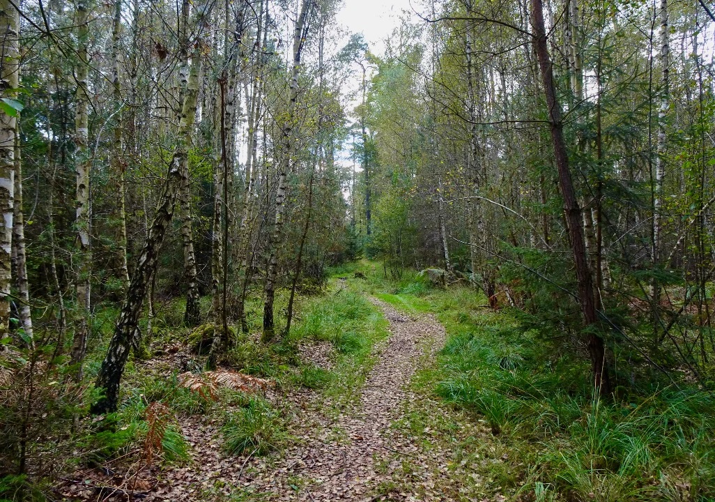 Une forêt accueillera un site cinéraire à Bitche