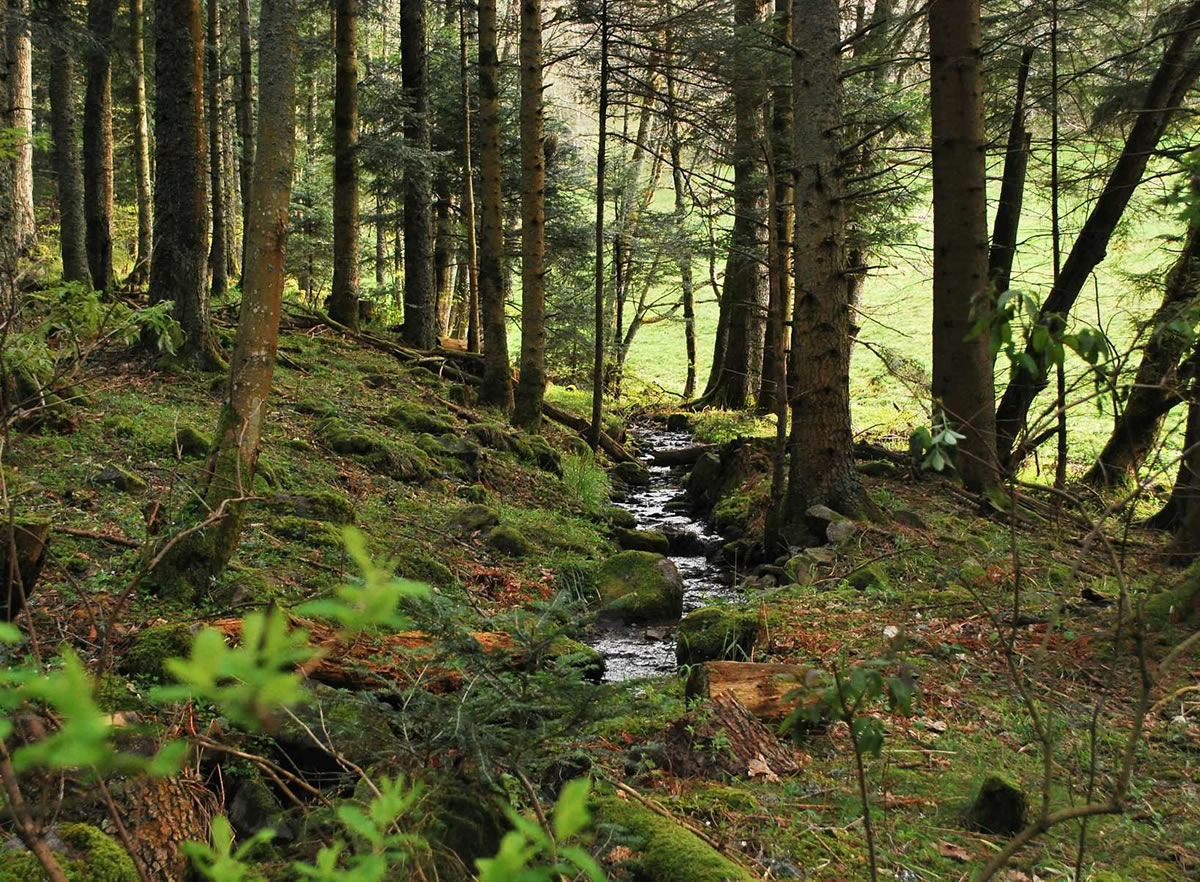 Täuferwald – Neuried