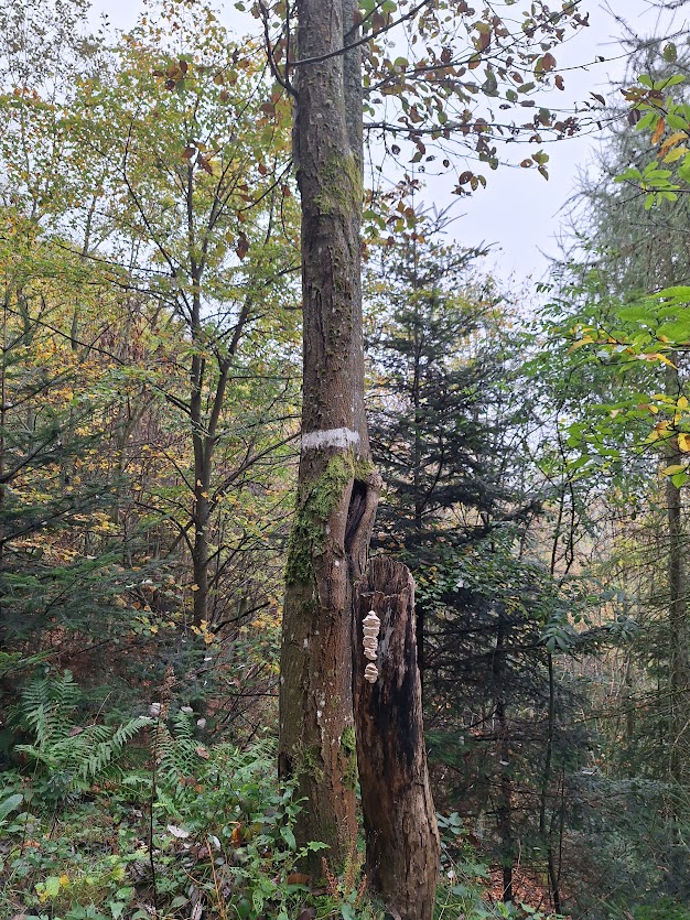 Écolo, même après son dernier soufﬂe