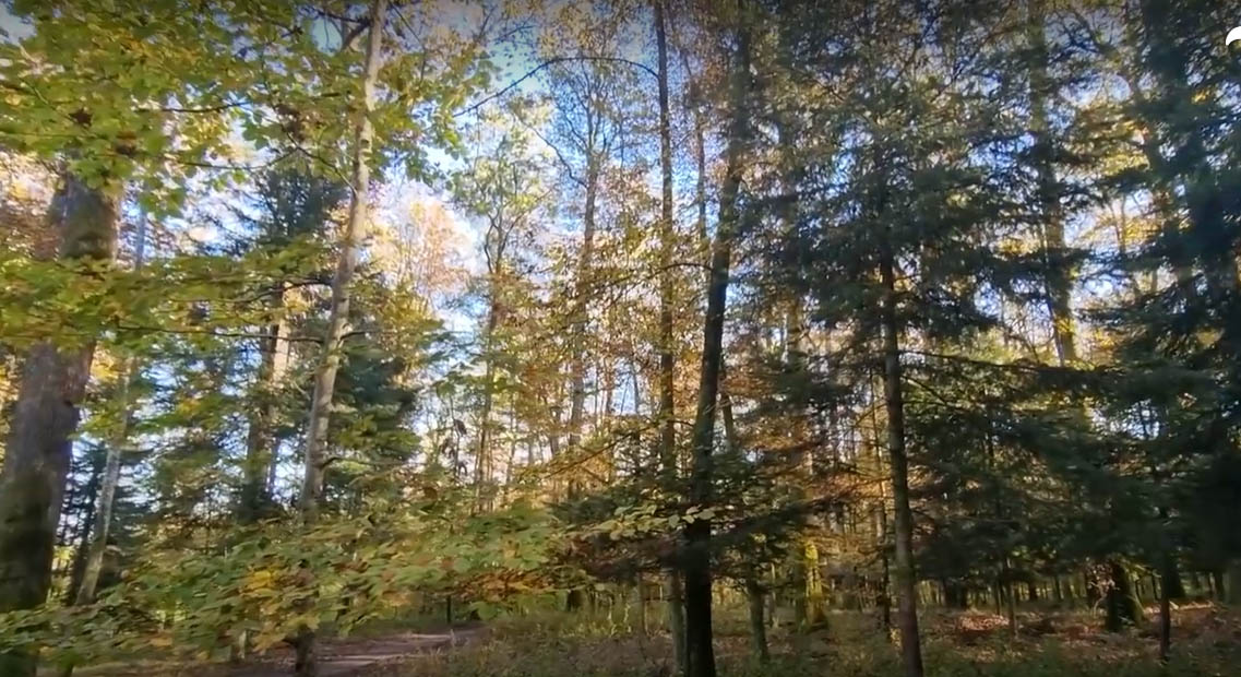 Une forêt sanctuaire implantée à Sommerau