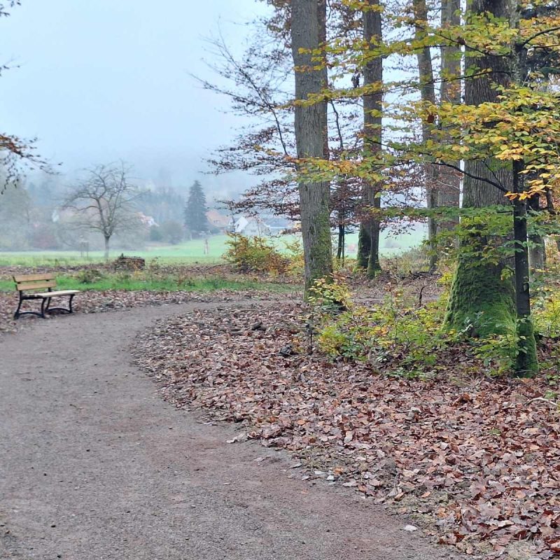 Forêt Sanctuaire de Sommerau (14)