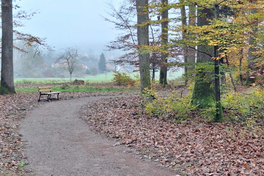 Forêt Sanctuaire de Sommerau (14)